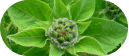 sunflower-plant-about